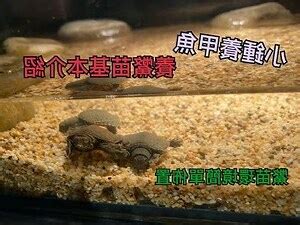 鱉 飼養|[閒聊] 寵物鱉的小心得